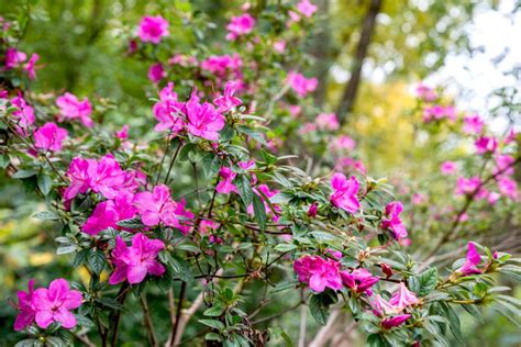 The Complete Azalea Guide: How to Grow and Care for .